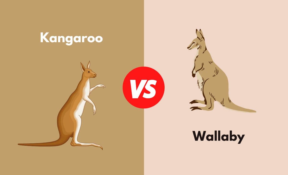Green Humour Kangaroos And Wallabies, 50 OFF
