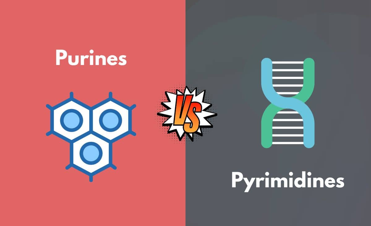Purines vs. Pyrimidines What's The Difference (With Table)