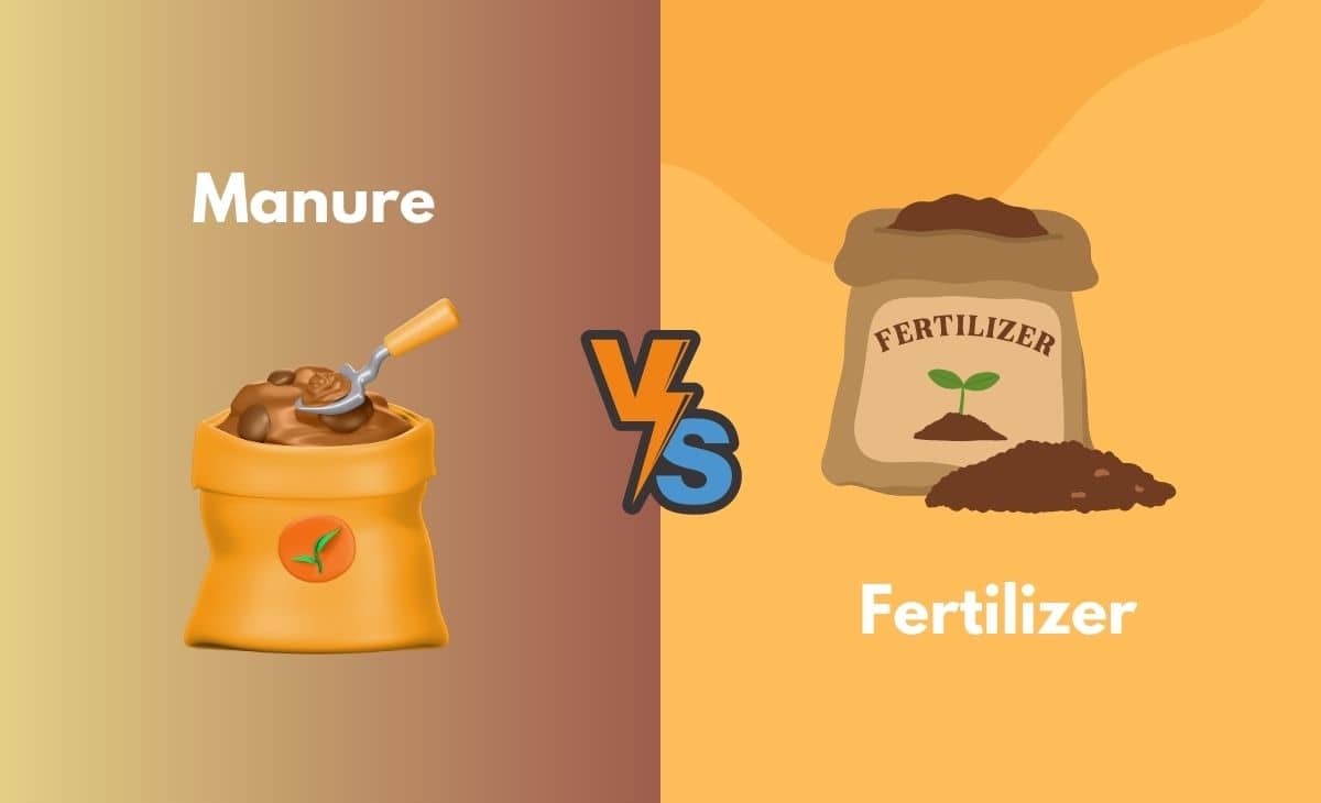 Manure vs. Fertilizer What's the Difference (With Table)
