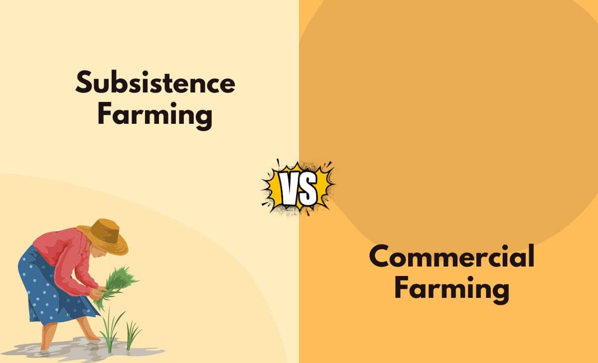 Subsistence Farming vs Commercial Farming What's the Difference (With