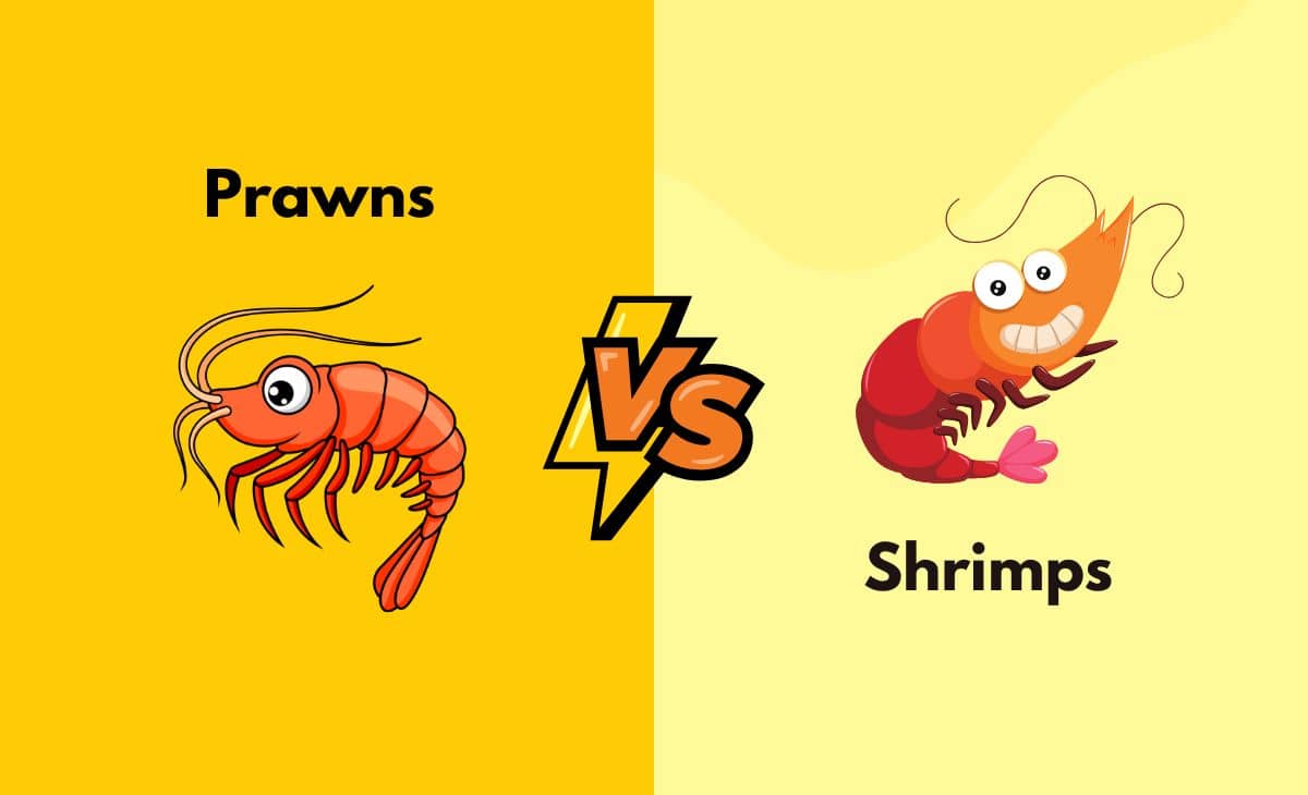 Prawns Vs. Shrimps What's the Difference (With Table)