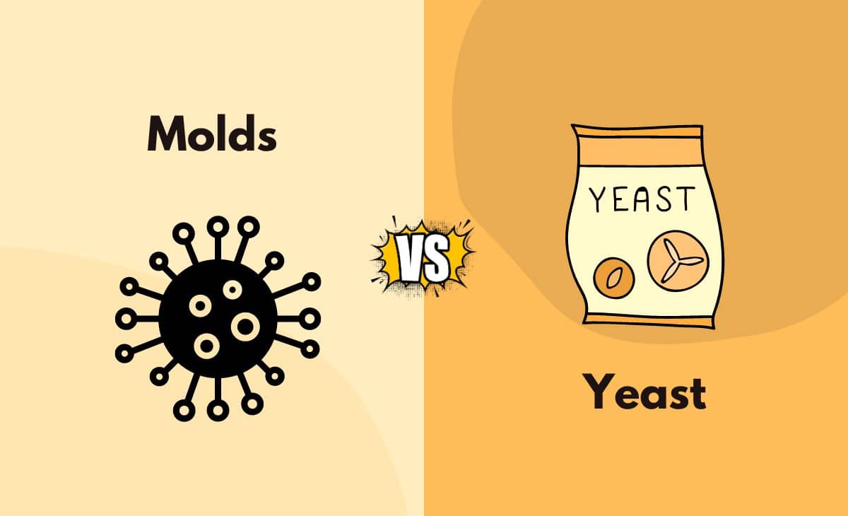 Molds vs. Yeast What's the Difference (With Table)