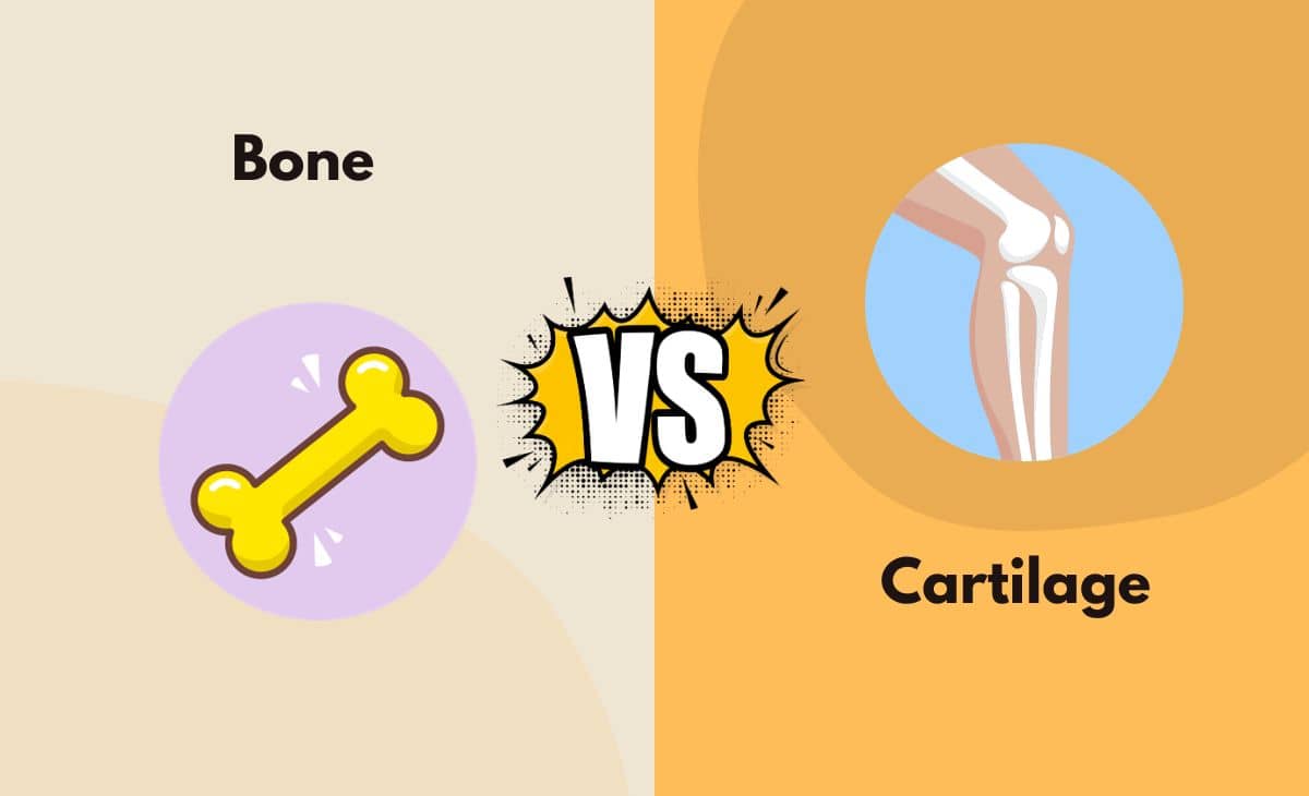 Bone vs. Cartilage What's the Difference (With Table)