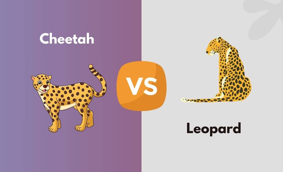 Cheetah vs. Leopard What's the Difference (With Table)