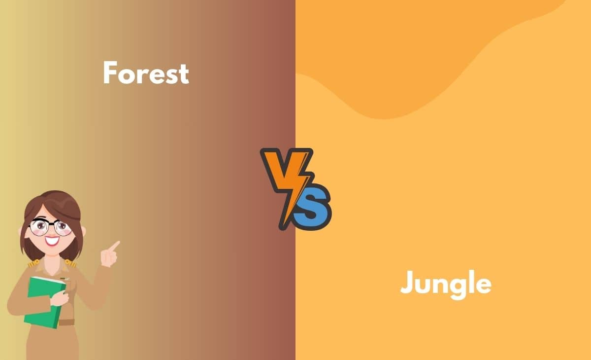 Forest vs. Jungle What's the Difference (With Table)