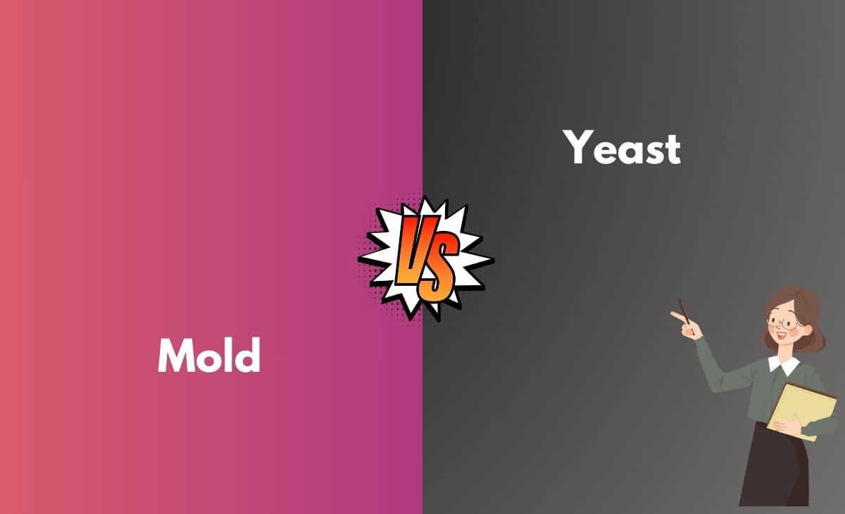 Mold vs. Yeast What's the Difference (With Table)
