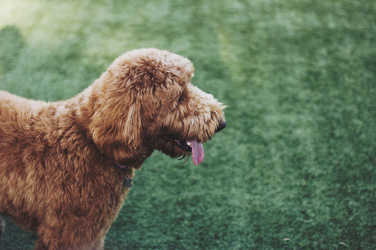 5 Common Labradoodle Health Problems DigIn