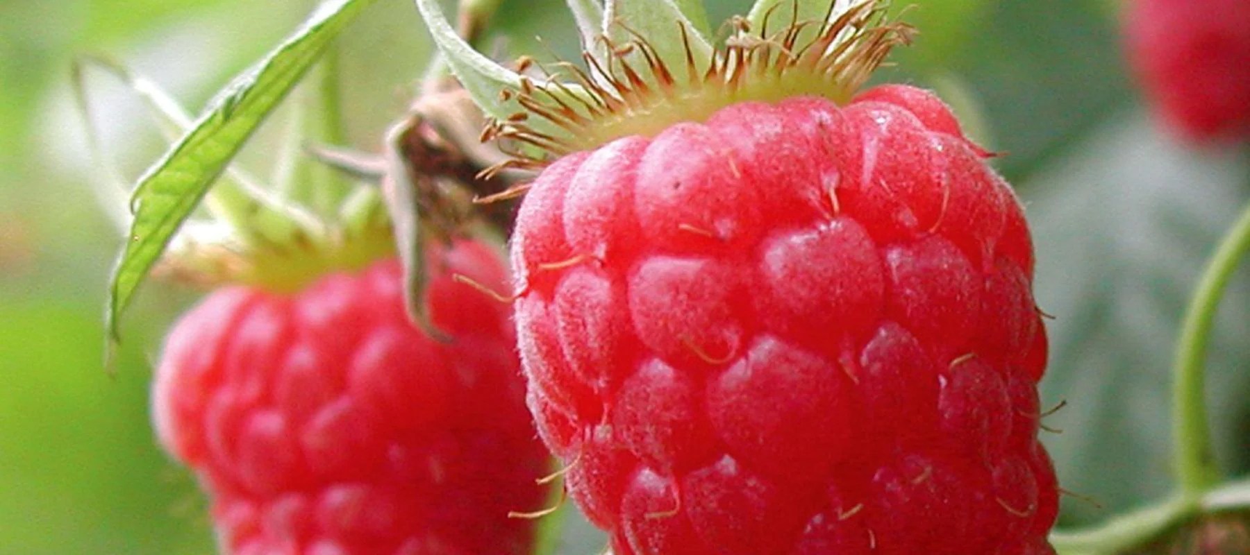 How to Plant and Grow Raspberries The Diggers Club