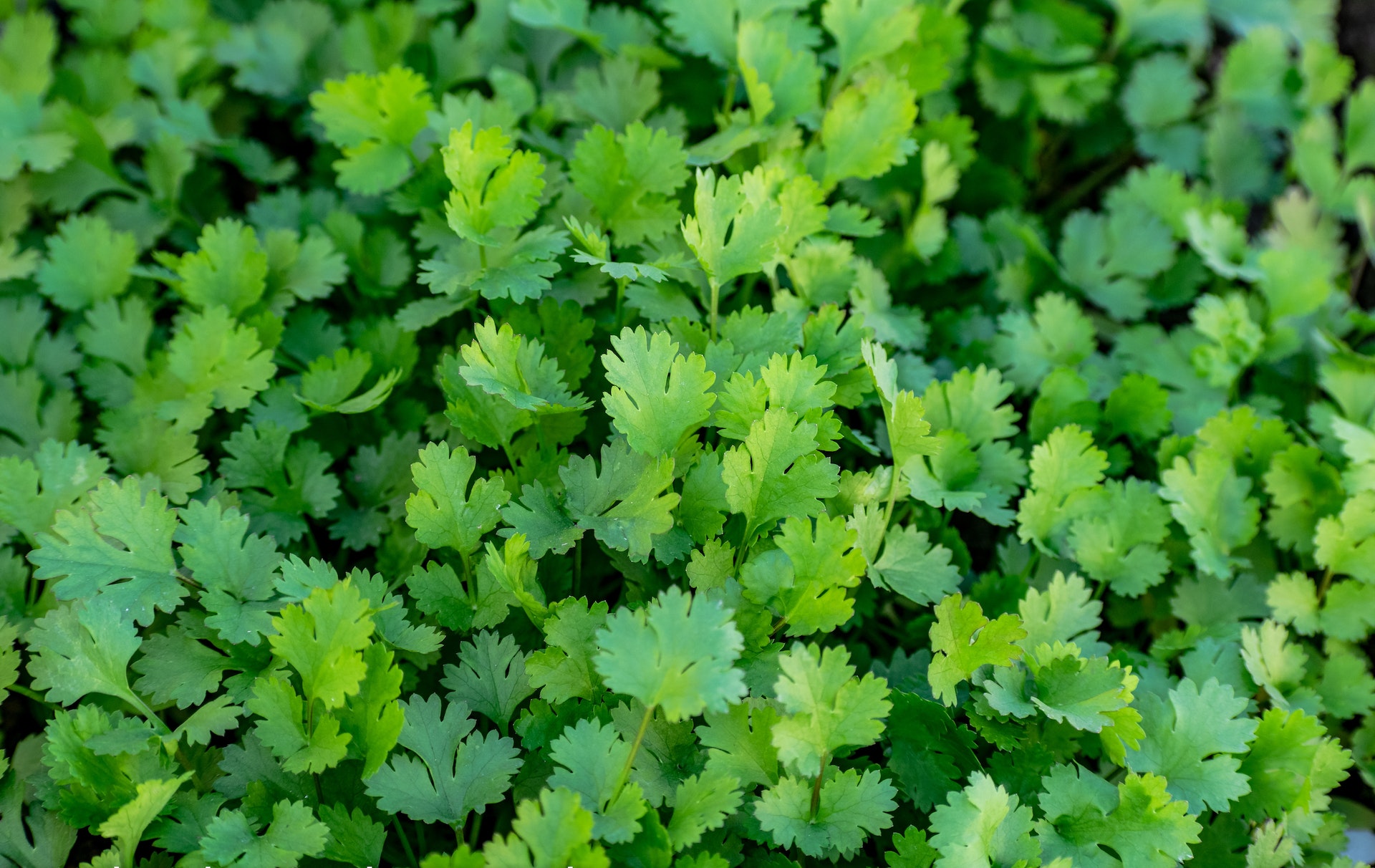 Coriander The Green Gold Of Health Benefits Digi Study Lab.in