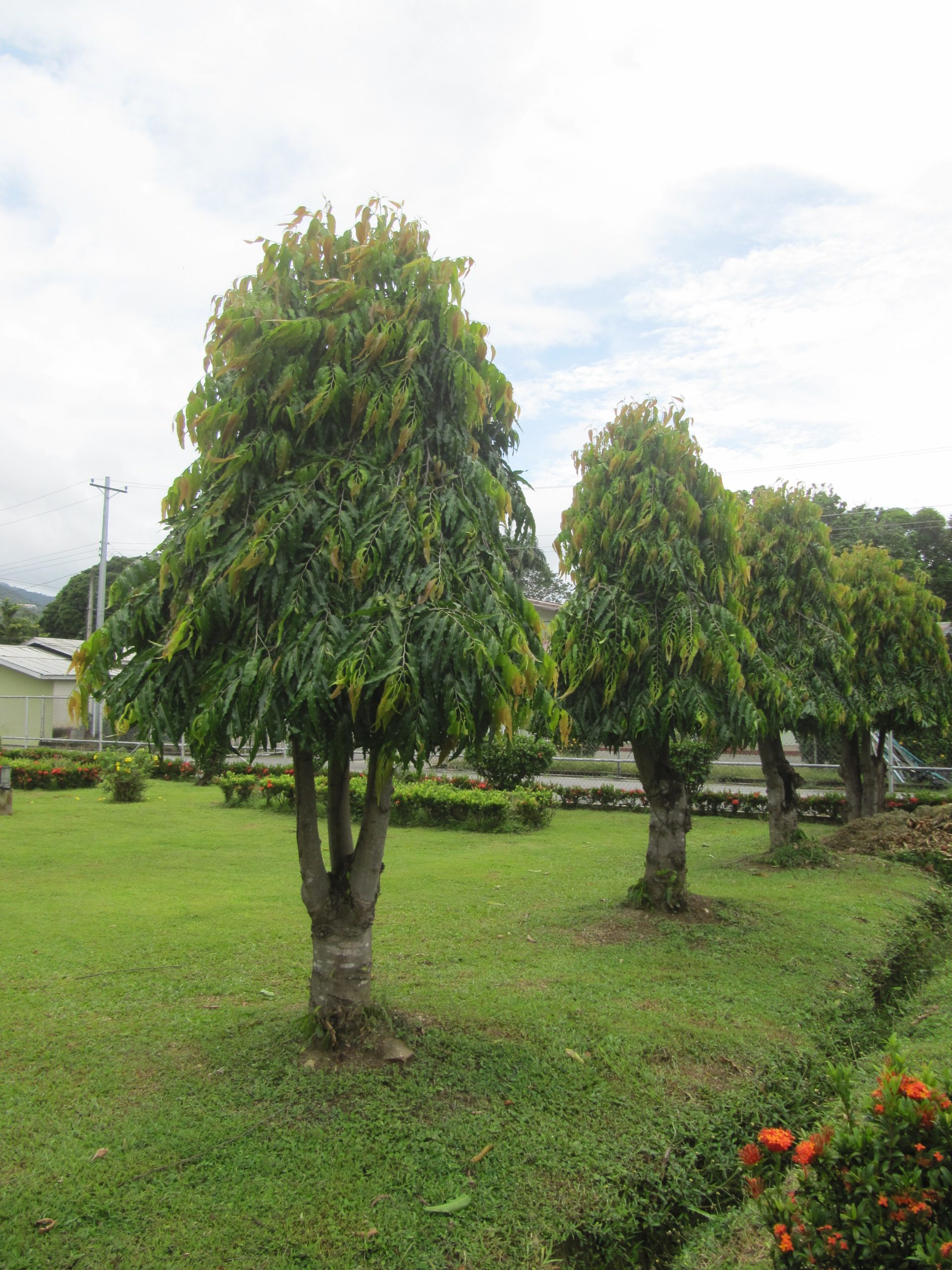 Unveiling The Wonders Of The Ashoka Tree Uses, Benefits, And More