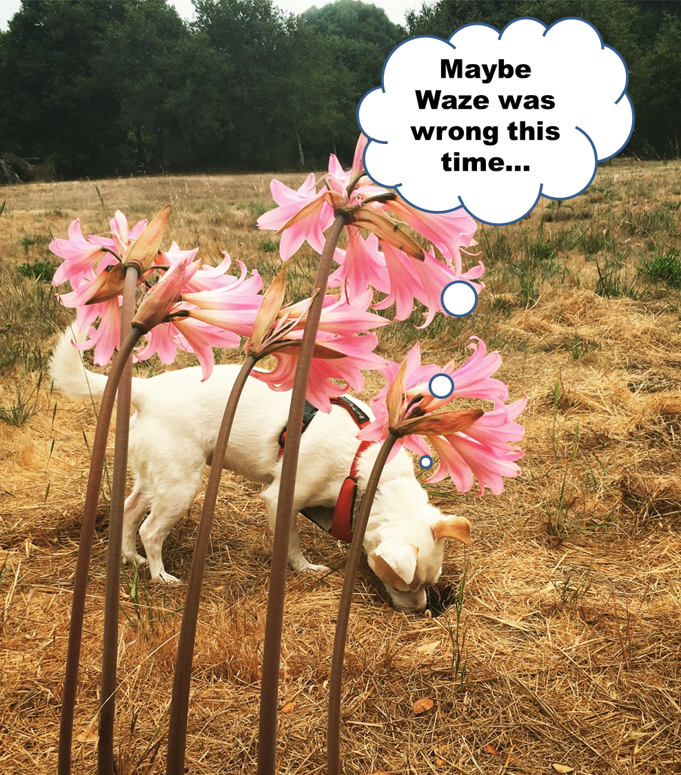 How to Create Your Own Meme and Go Viral Digital Chaos Control