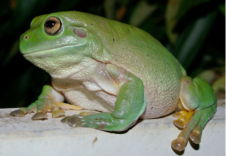 Utterly adorable 'chocolate frog' species found in New Guinea Digital