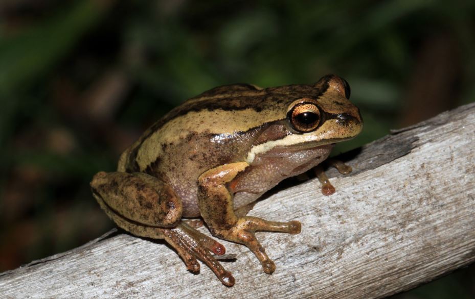 Utterly adorable 'chocolate frog' species found in New Guinea Digital
