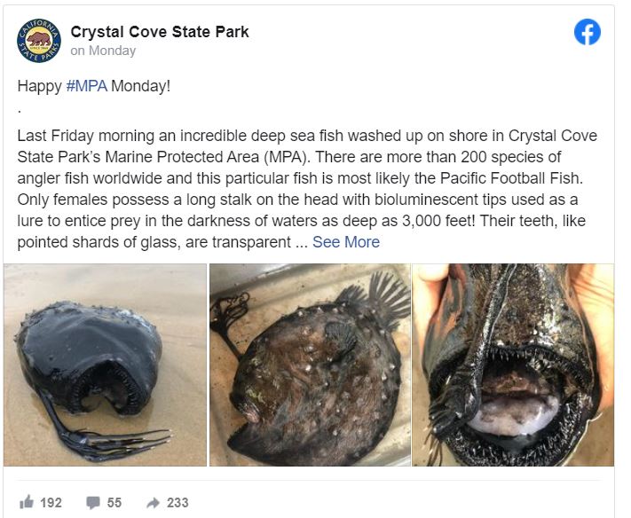 Rarely seen deepsea anglerfish washes ashore on California beach