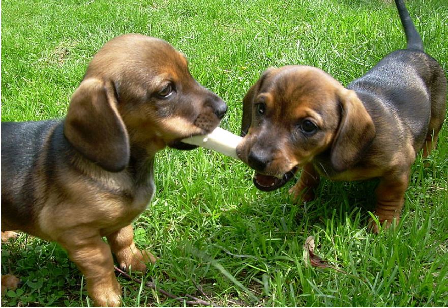 CDC bans imported dogs from countries with high rabies risk Digital