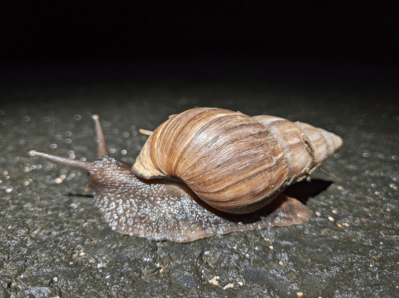 Florida tries to eradicate giant African land snails for the third time