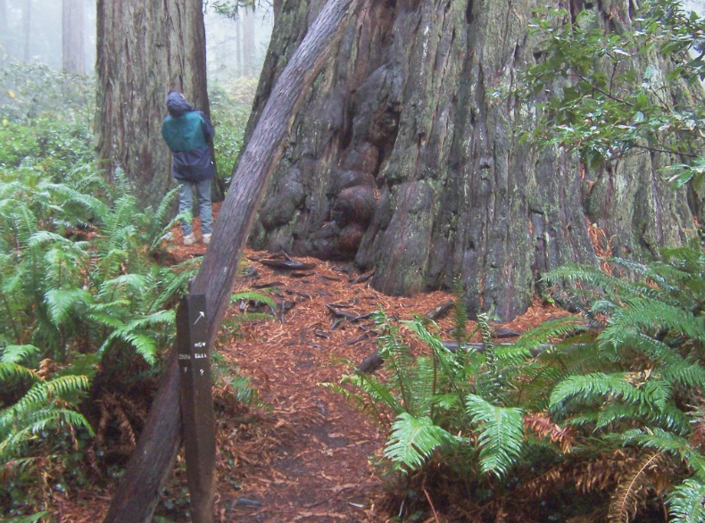 The world's tallest tree is now officially offlimits to visitors Digital Journal