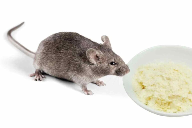 How To Get Rid Of Rats And Mice 15 Easy Rodent Solutions