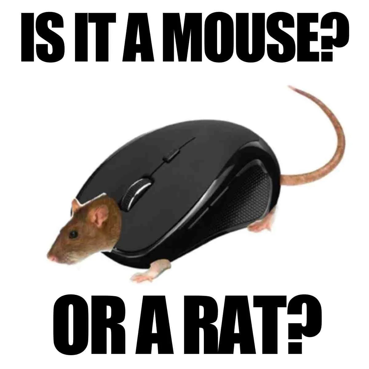 How To Get Rid Of Rats And Mice 15 Easy Rodent Solutions