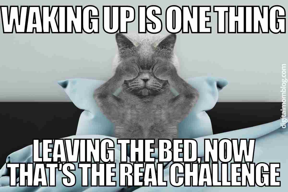 Waking Up Meme Cat(06)