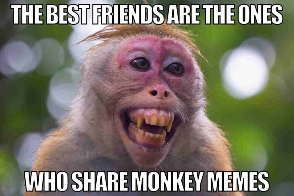 Monkey Memes 20+ Funny Images Relatable To Life
