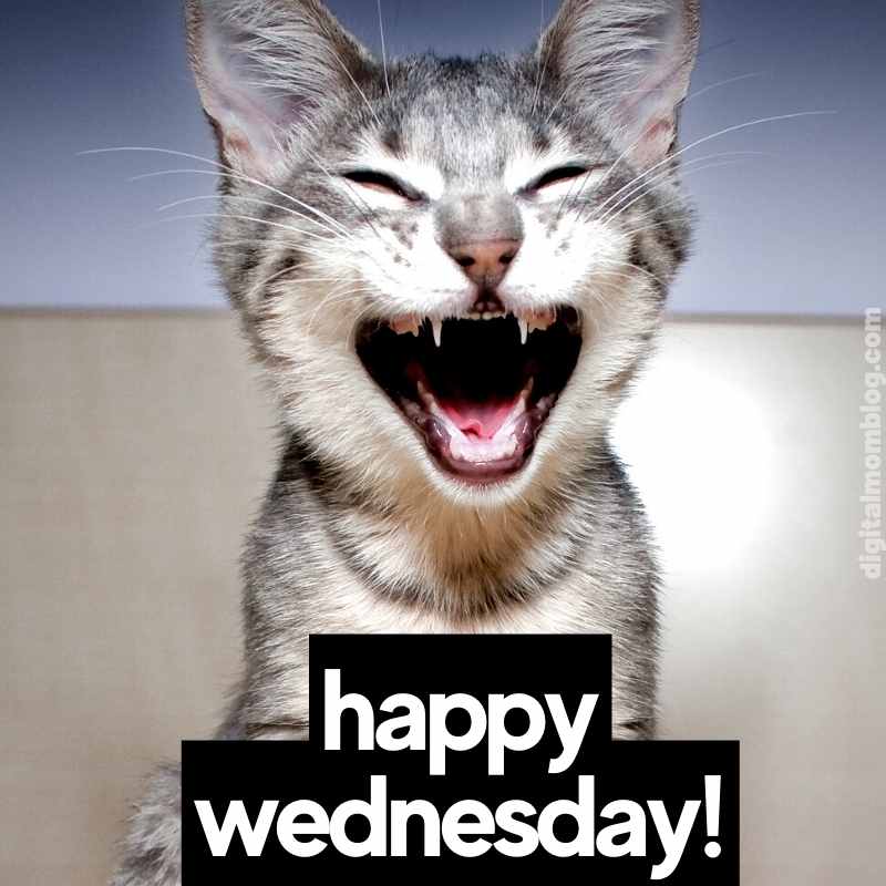 50 Fun Wednesday Memes To Get You Through The MidWeek Slump(03)