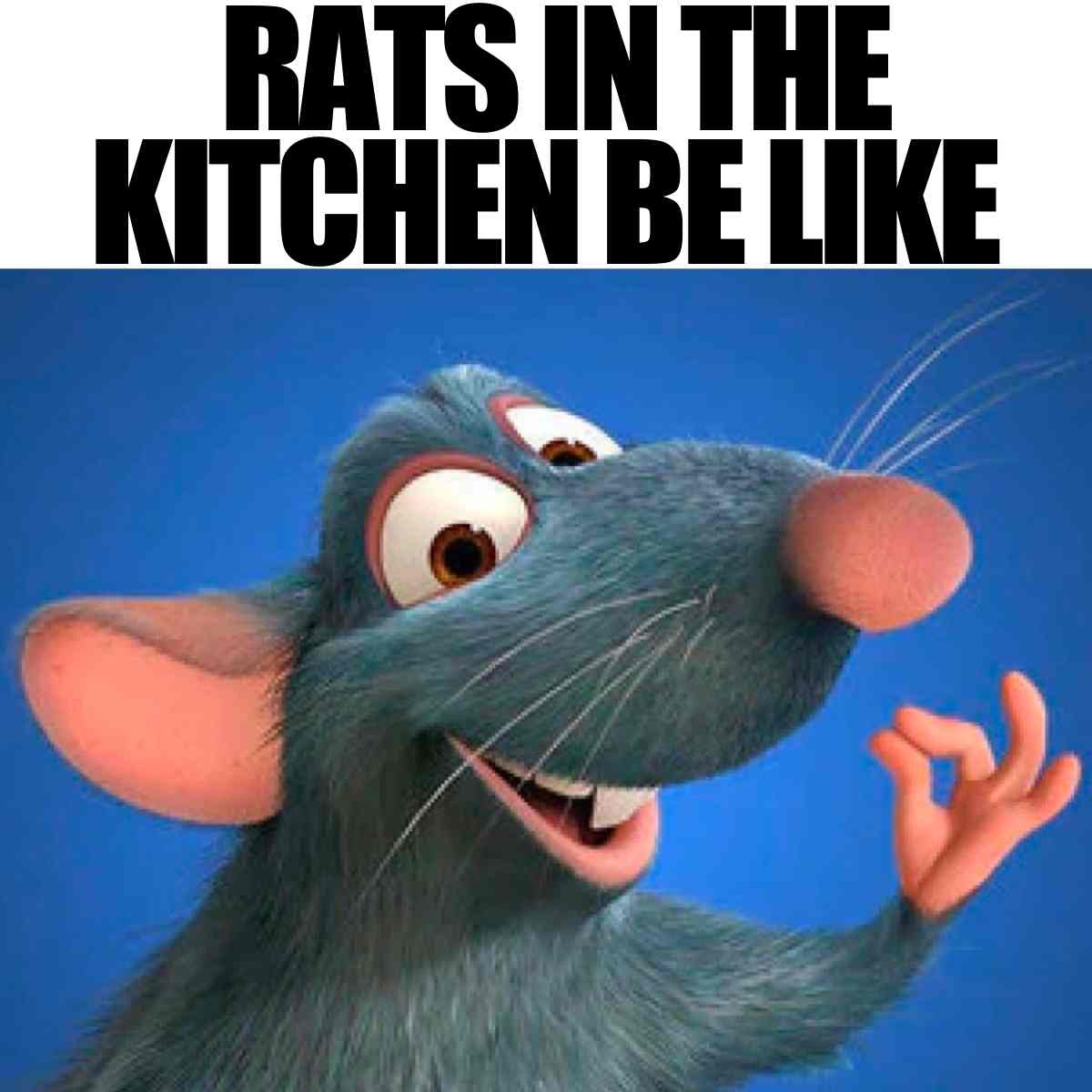 17 Funny Rat Memes And Images About These Pesty Rodents(01)