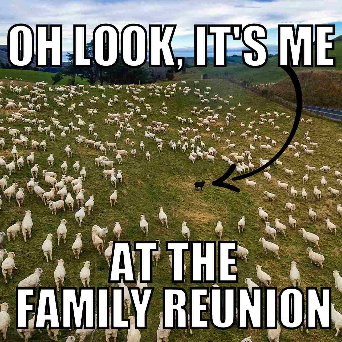 Funny Sheep Meme