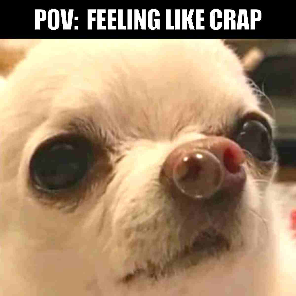 Who Got Me Sick Meme