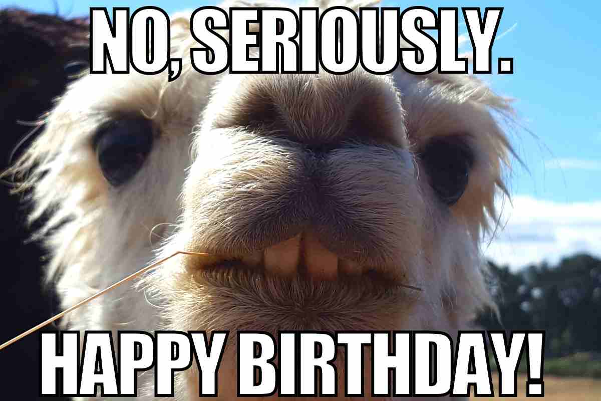 101 Funny Happy Birthday Memes For Celebrating Another Year