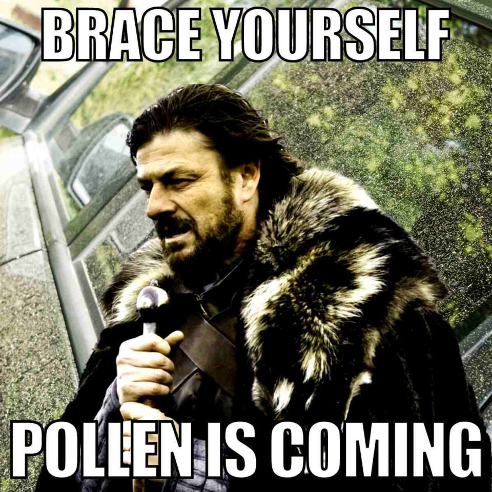 20 Best Pollen Memes To Help You Laugh Through The Sneezes
