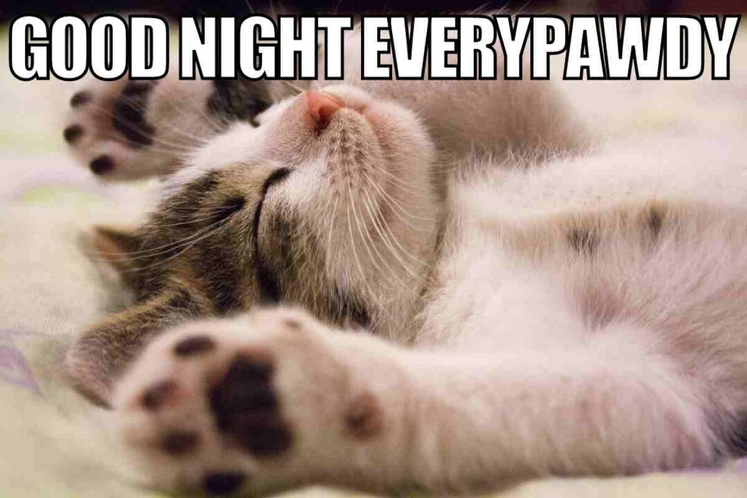 27 Best Goodnight Memes To Share Before Bedtime(02)