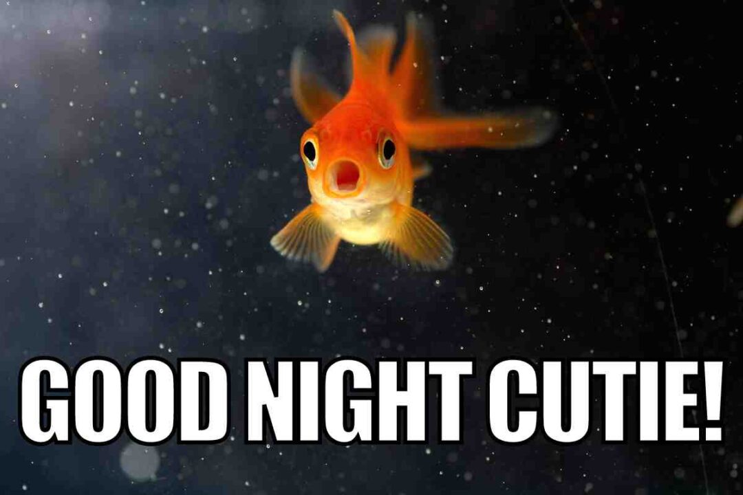 27 Best Goodnight Memes To Share Before Bedtime(04)