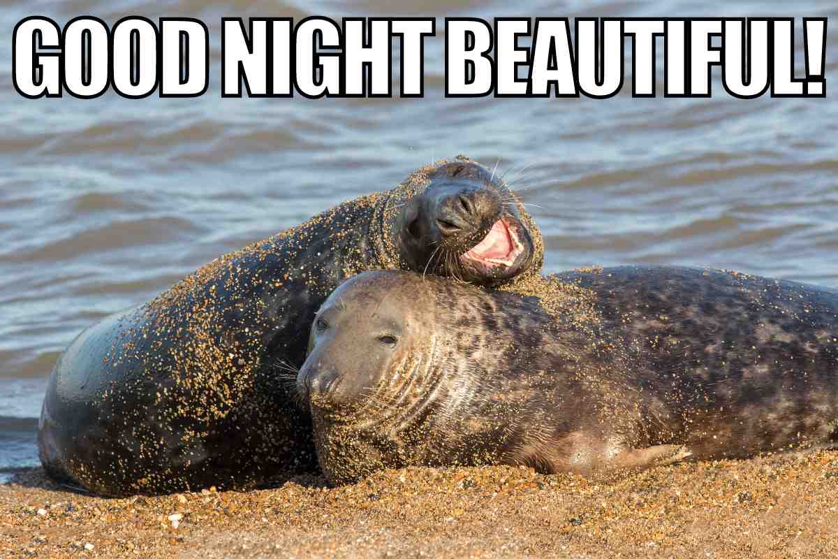 27 Best Goodnight Memes To Share Before Bedtime