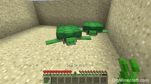 How to Breed Turtles in Minecraft
