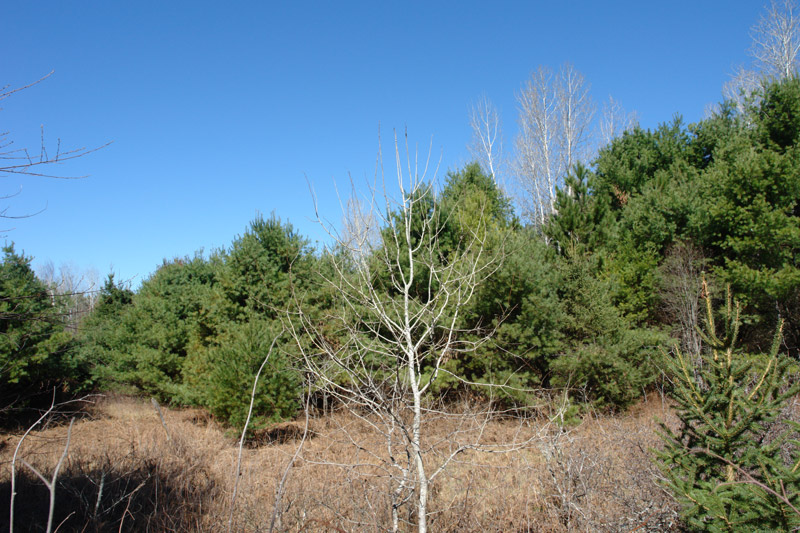 Land For Sale in County of Renfrew Southern Ontario 5.37 acres