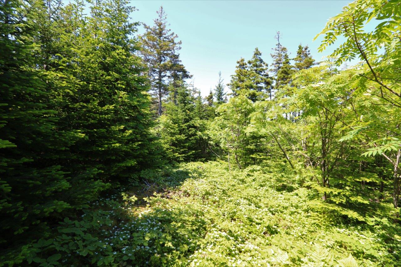 Land for Sale Across from MainADieu Bay, Nova Scotia Dignam Land