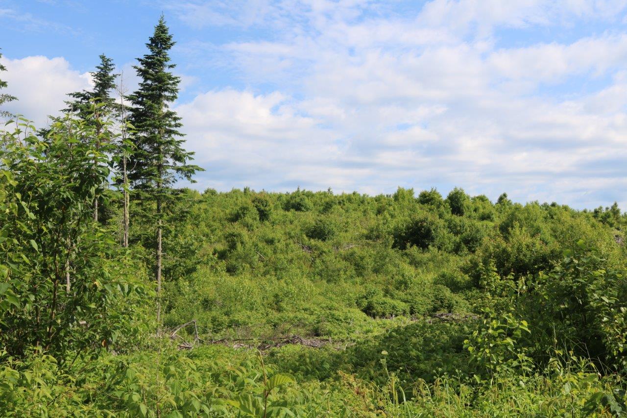 Forest Property for Sale in Wickham, New Brunswick Dignam Land