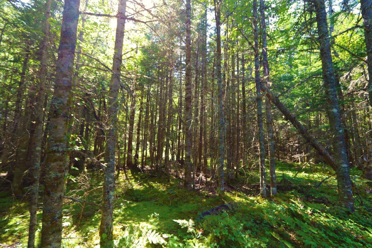 Hunting Land for Sale in Cape Breton, Nova Scotia Dignam Land