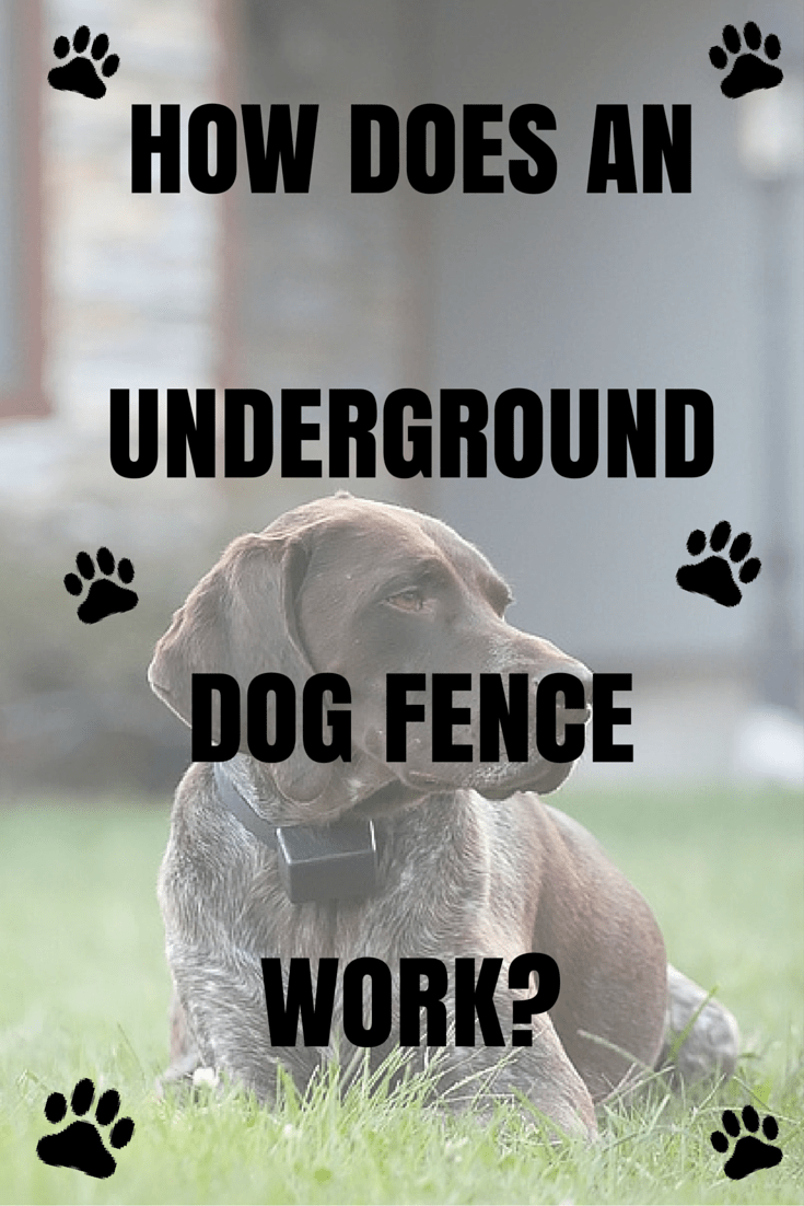 How Does An Underground Dog Fence Work? Dig Your Dog