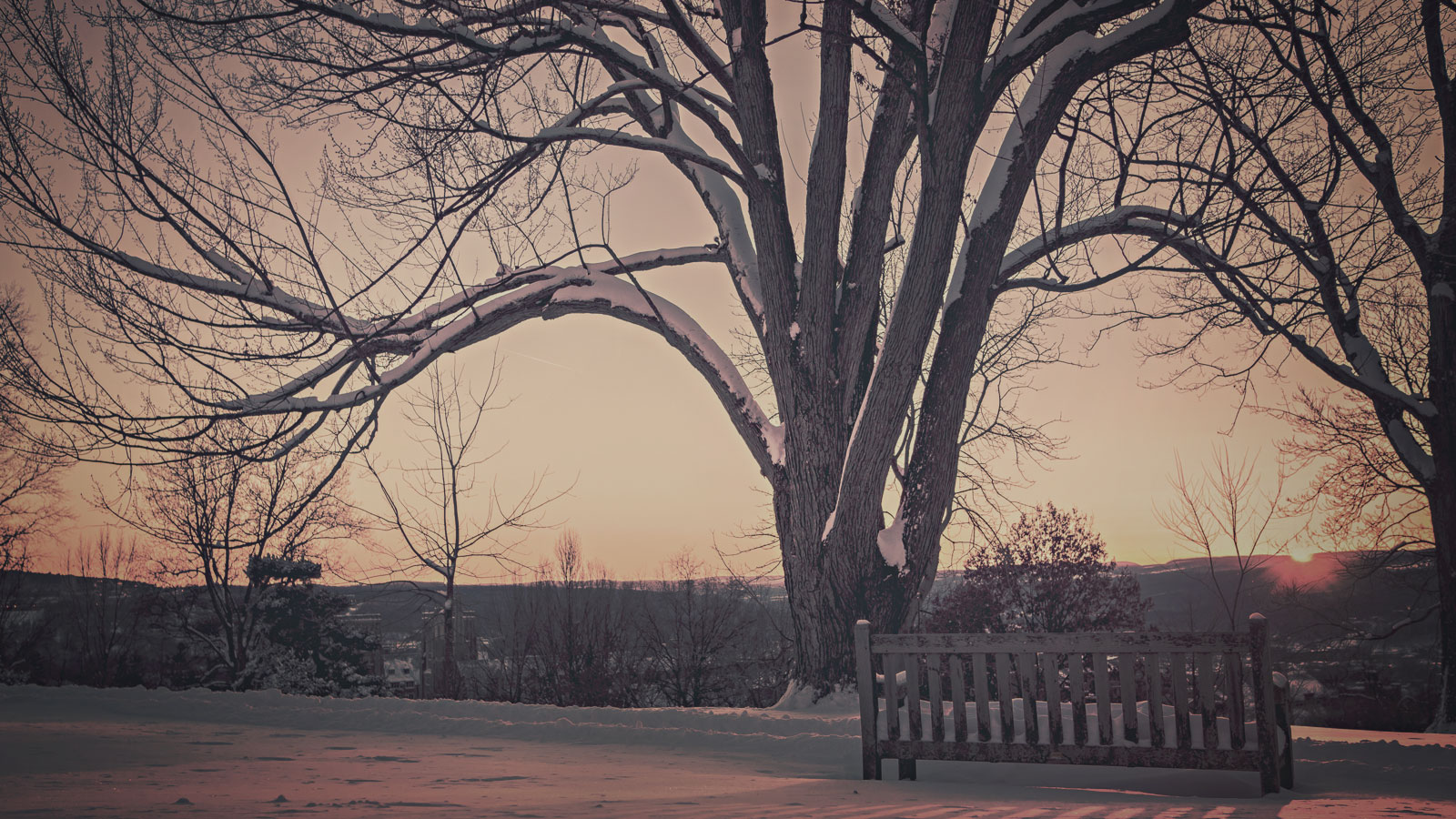 Home Page Diligent Hearts