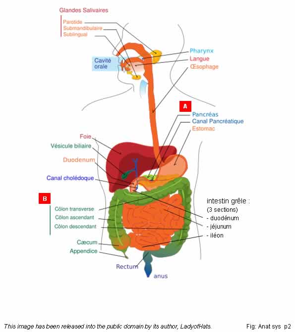 Anatomie système digestif respiratoire cardiovasculaire