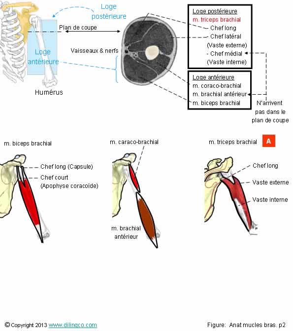Myologie muscles du bras a4_4