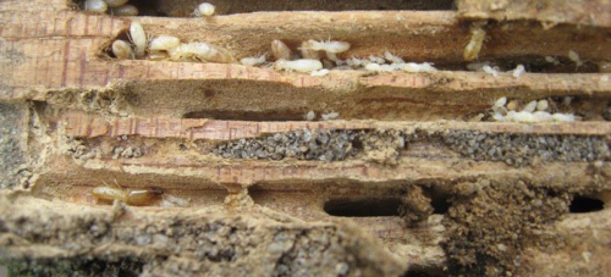 Termites nouvel arrêté préfectoral en IndreetLoire Dimag