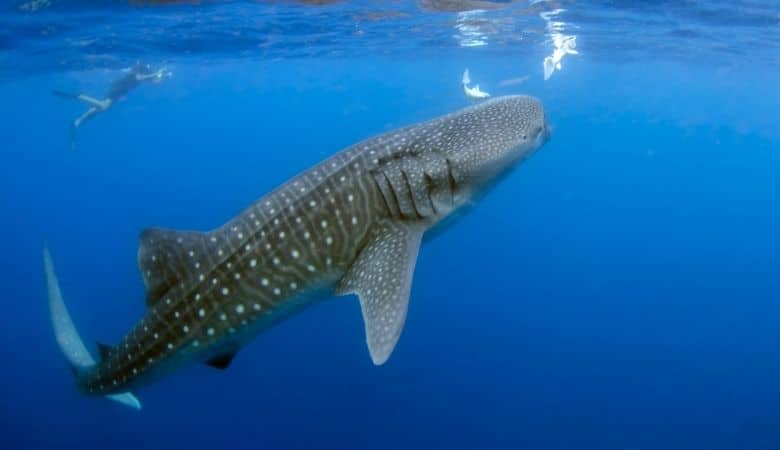 7 Things That Are About 32 Feet (ft) Long – dimensionofstuff.com