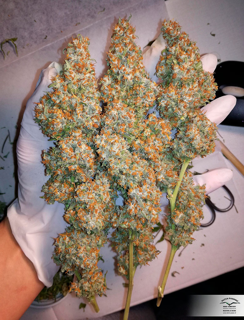Orange Hill Special Buy Dutch Passion cannabis seeds