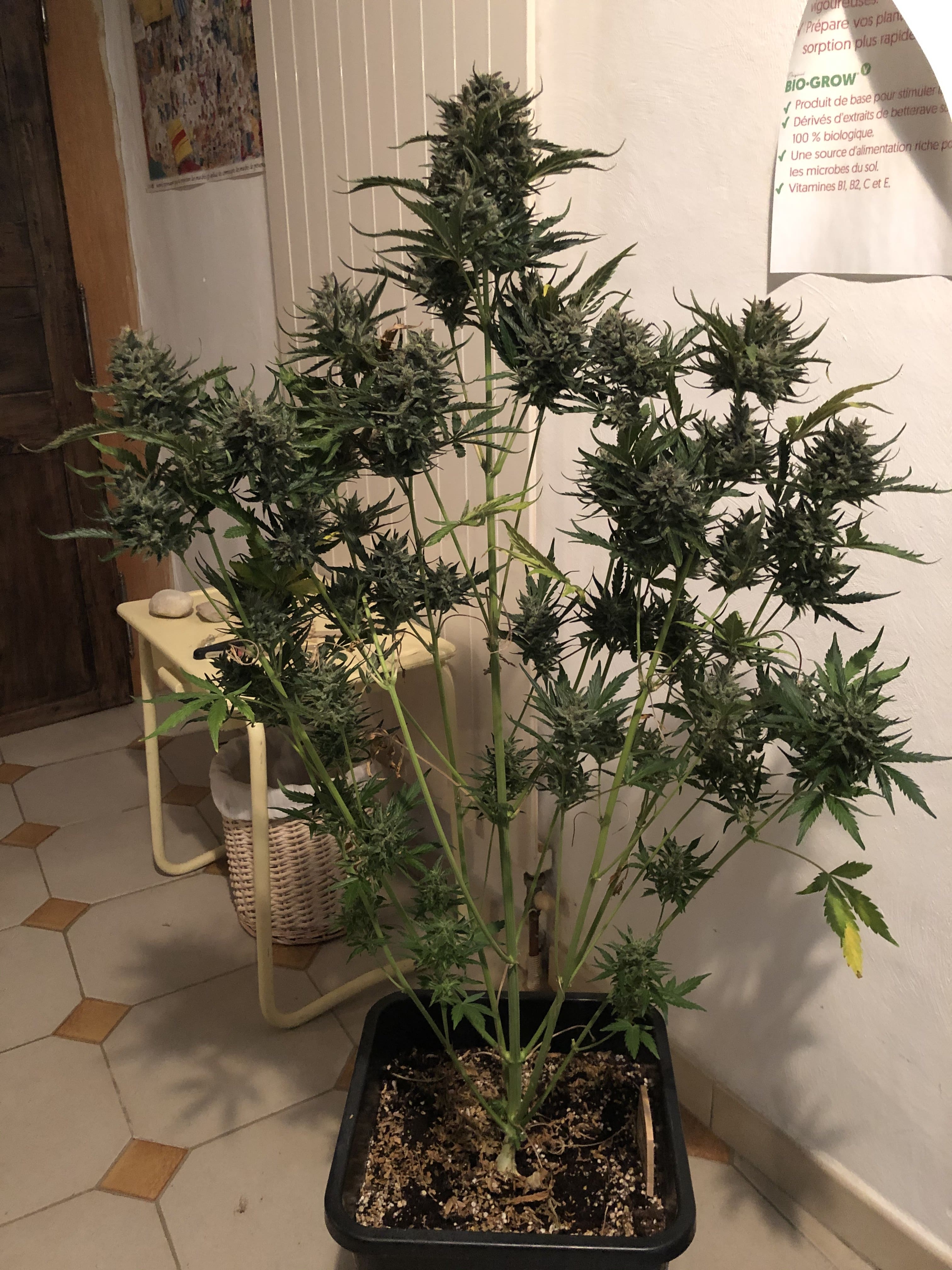 Cheese XXL Autoflowering Buy Cheese XXL Auto cannabis seeds