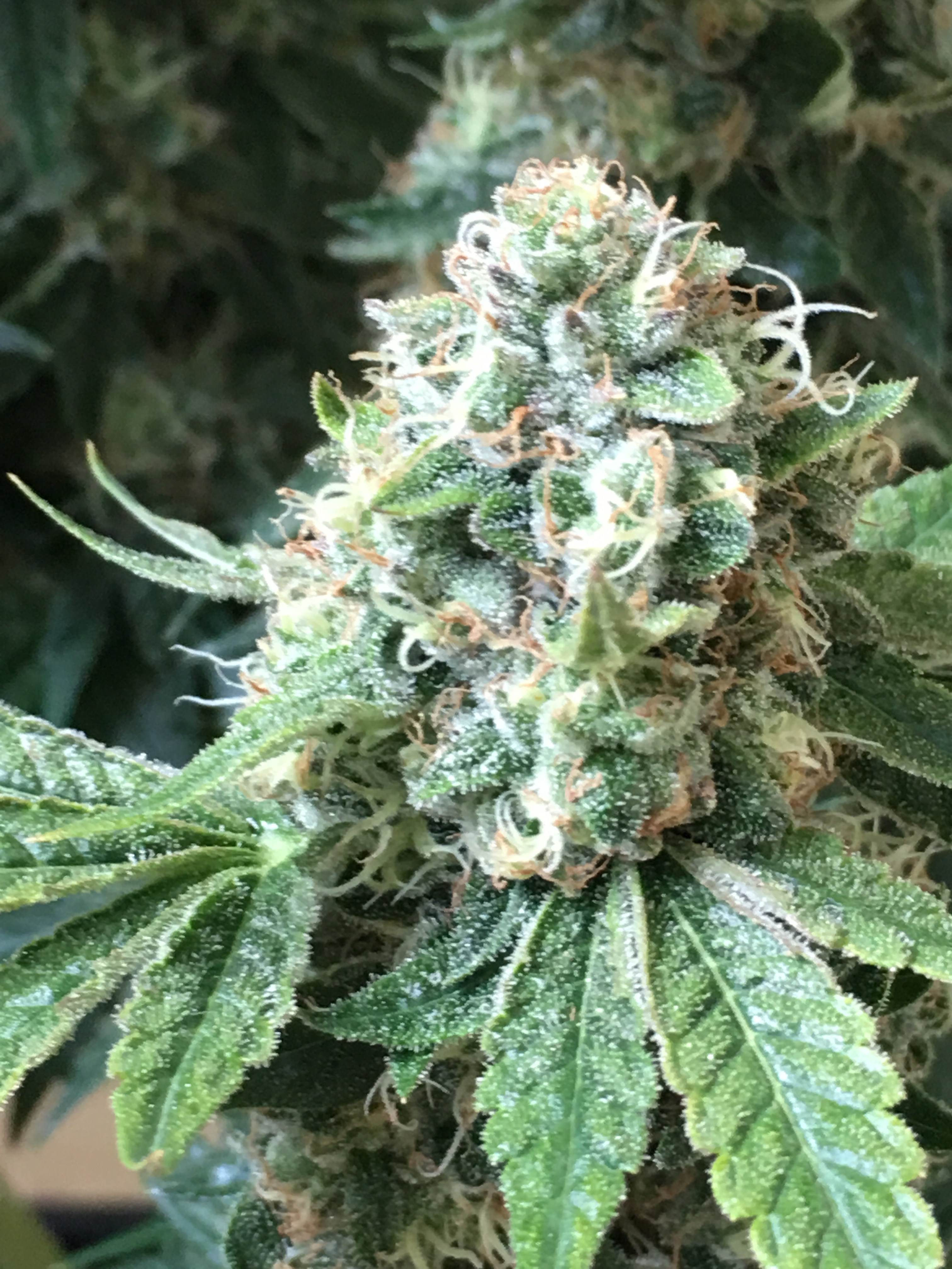 Blueberry Cookies Buy Blueberry Cookies feminized cannabis seeds