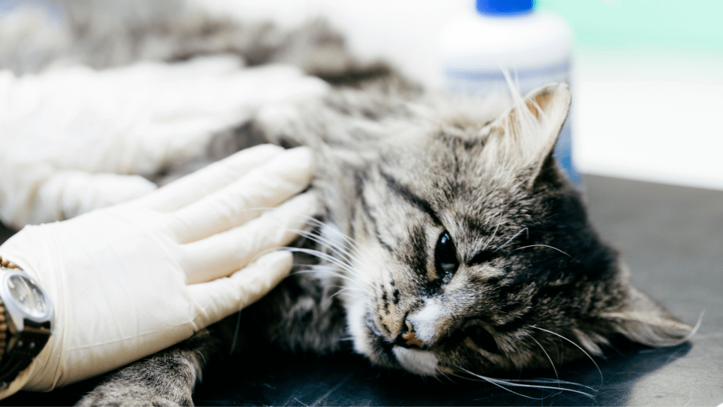 How to Monitor Cat Heart Rate in a Veterinary Clinic