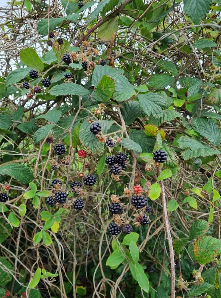 Slea Head / Dingle Peninsula Tour Dingle Guide